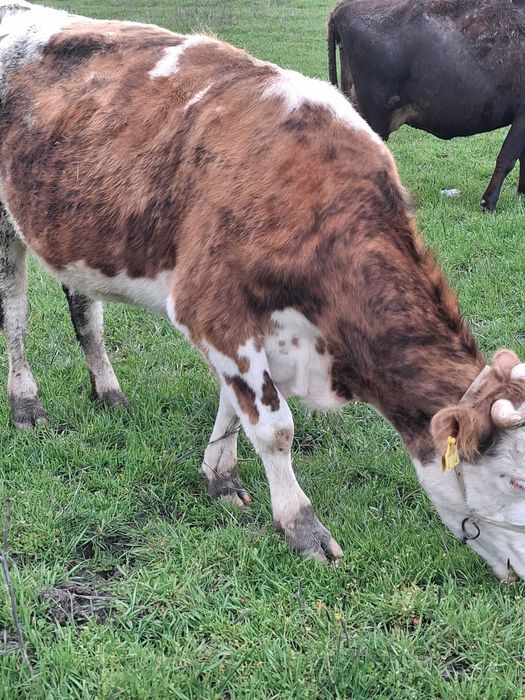 Vaci fătate de vânzare