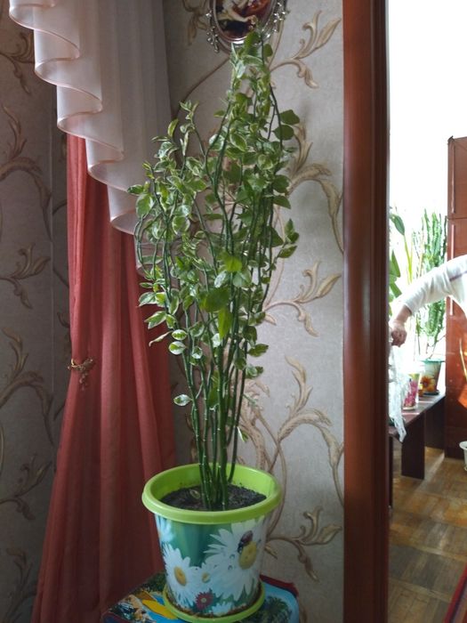 Домашнее ростения