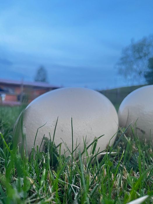 Ouă de struț pentru consum și incubat