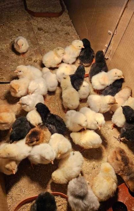 Малки пиленца бройлери