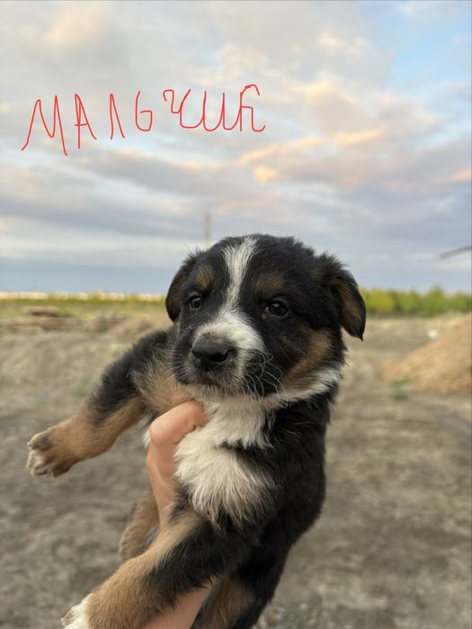 Продам щенят алабая