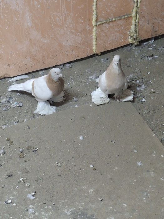 Продам голубей игра гребля тяга