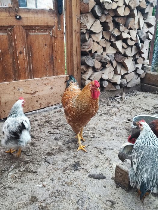 Vând doi cocoși, fără găini!