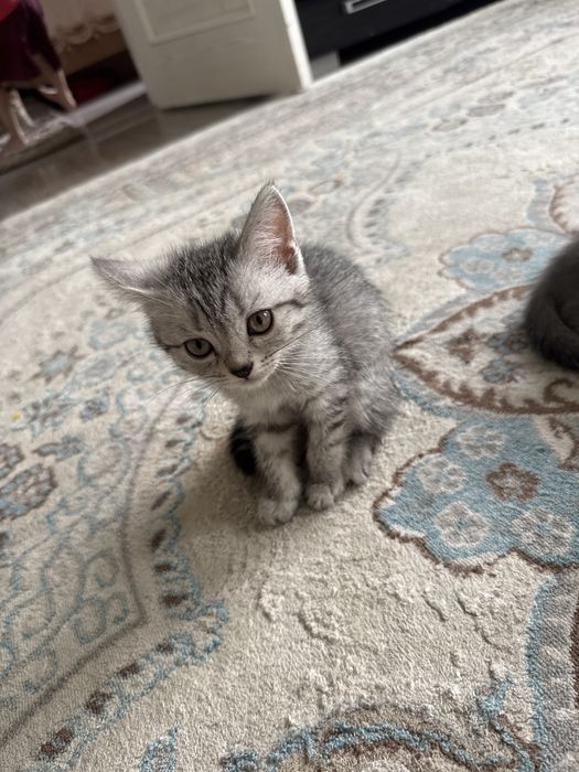 Кошки вислоухий.