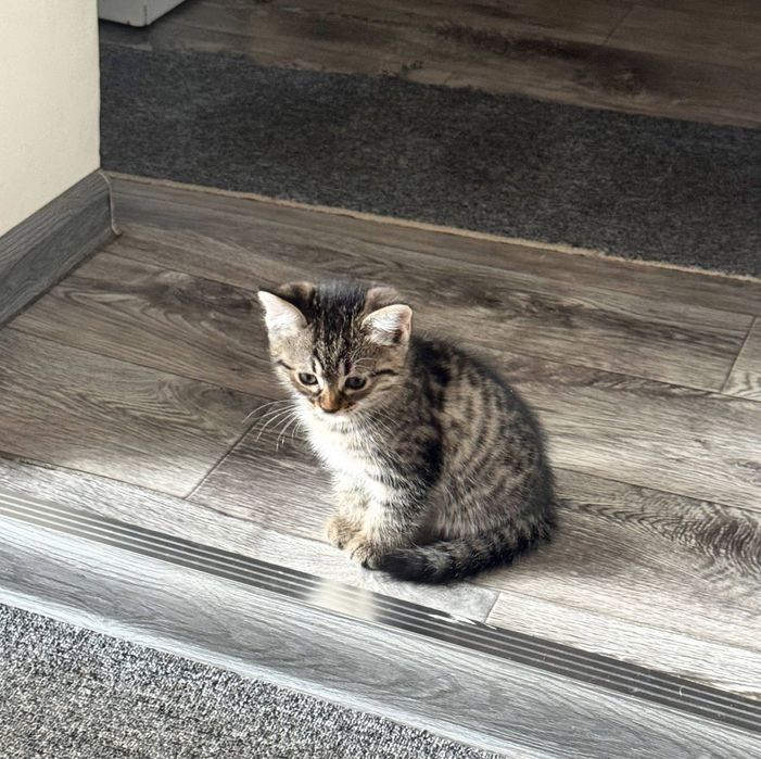 Котенок, в добрые руки.