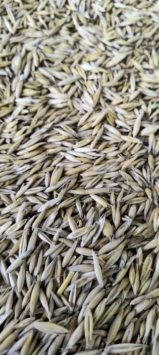 Porumb și grâu productie 2025