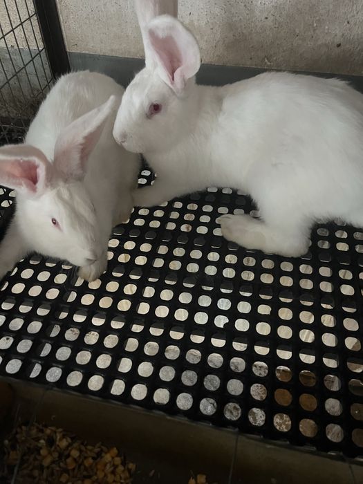 зайци за клане и разплод