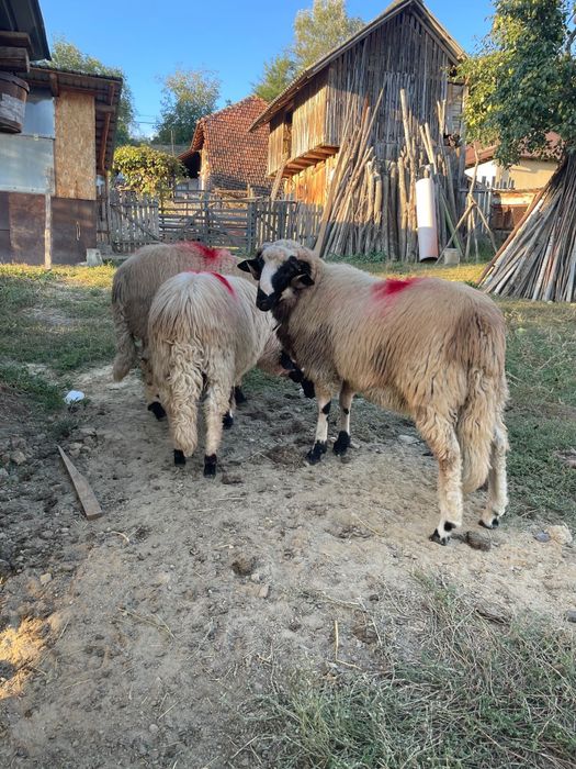 Berbecuți de vânzare