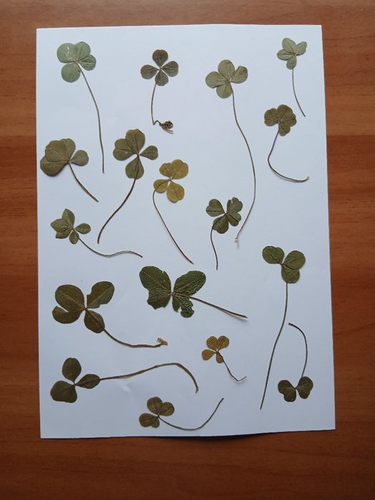 Simbolul norocului . Trifoi cu 4 foi .