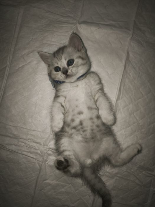 Британский котёнок  милый малыш