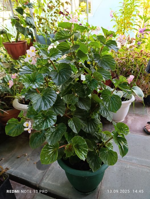 Продам комнатные цветы