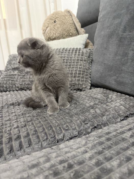 Pisicuta Scottish Fold.