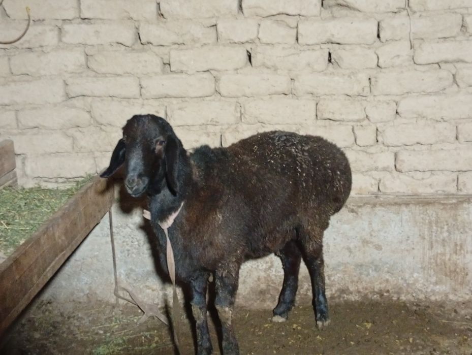 Қозы Қошқар урықтықа сатылады