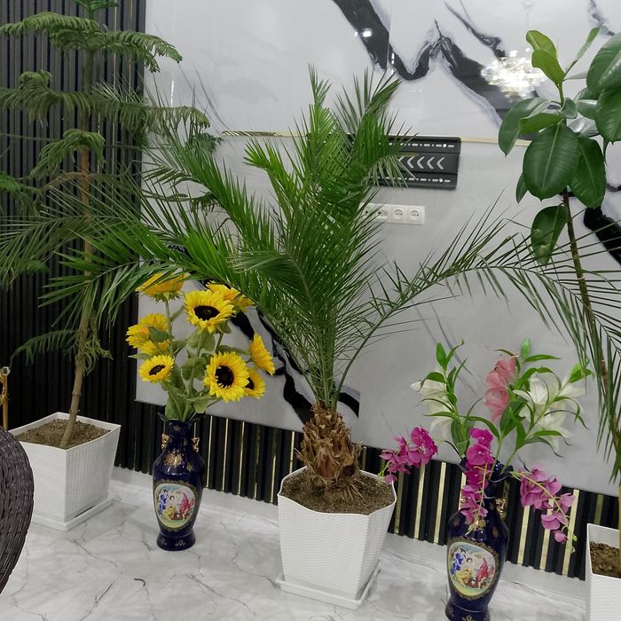 Гуллар дикорацивны