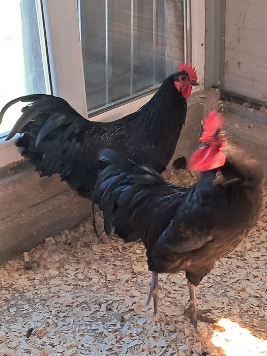 Vând cocoși rasa australop