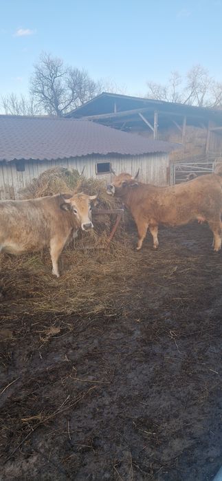 Juninci Gestante rasă Aubrac