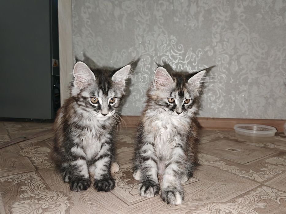 Котята породы Мейнкун