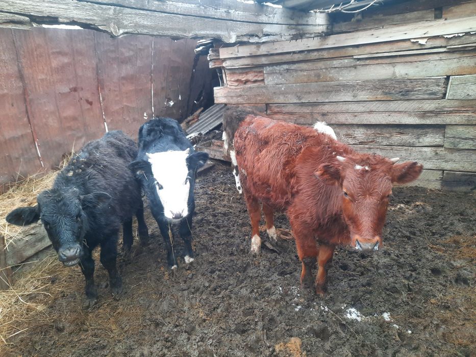 Продам 7голов бычок  оптом