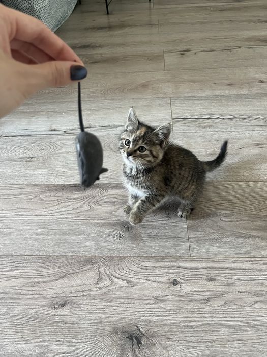Котенок девочка 2 мес в добрые руки