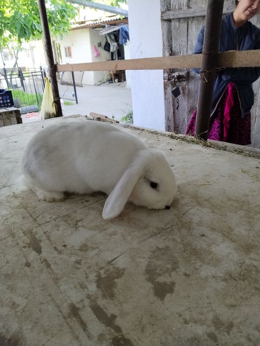 Zotdor Fransuz Baran quyonlari sotiladi