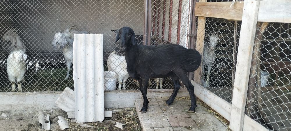 1 жасар қошқар.      .