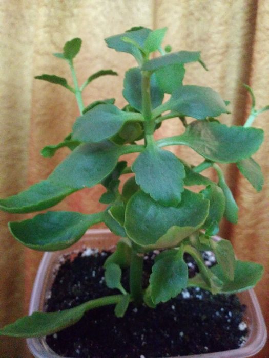 Каланхоэ декоративное