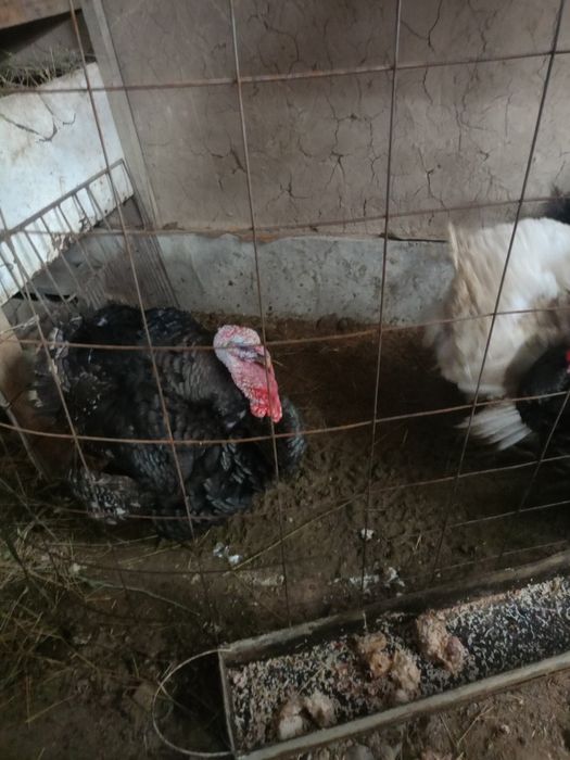 Түйе тауықтар сатыладыы