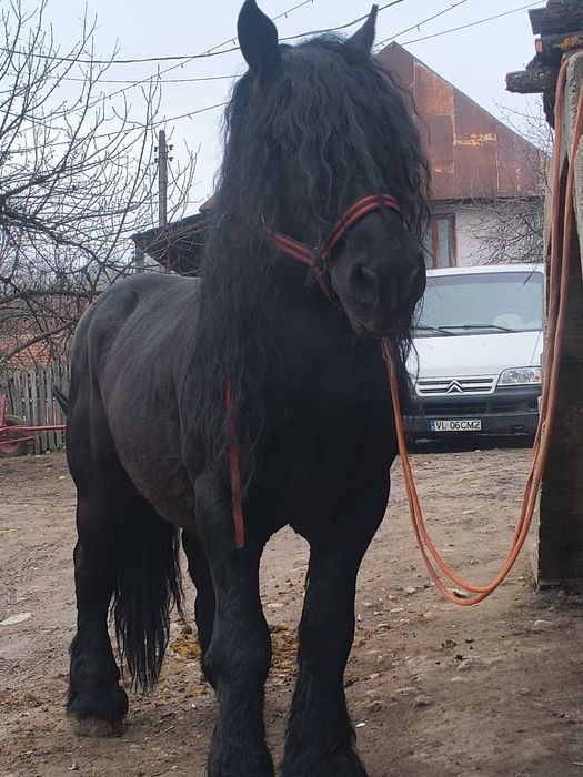 Armăsar de vânzare sau schimb