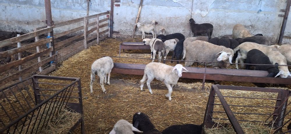 Малки агнета 15 20 килограма варненско