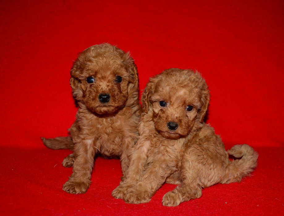 Шикарные Той-пуделята !