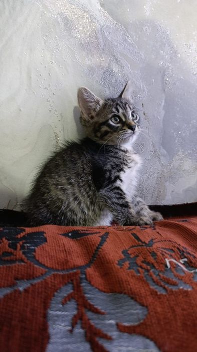 Отдам котят в хорошие руки