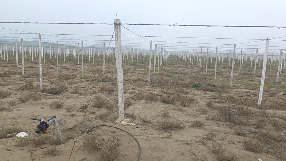 Uzim bog' kop yilga ijaraga beriladi