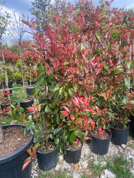 Photinia Red Robin Tip Tufă pentru Curți și Grădini Elegante