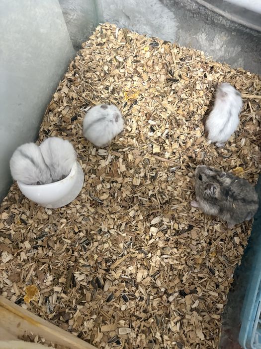 Donez hamsteri pitici URGENT