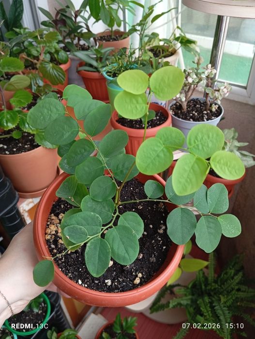 Комнатные растения продам