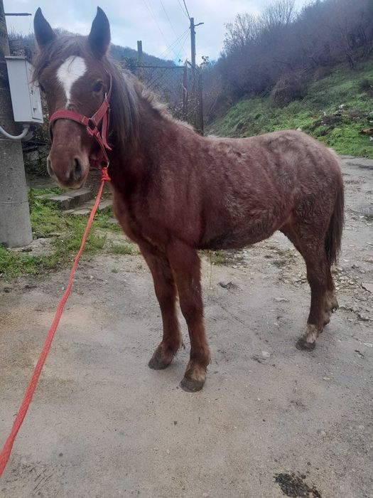 Продавам 2 кончета