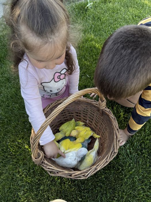 Papagali micul alexandru Puiuti super blanzi obisnuiti cu copiii