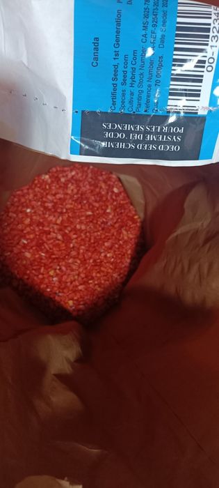 Семена кукурузы. Жугери тукымы