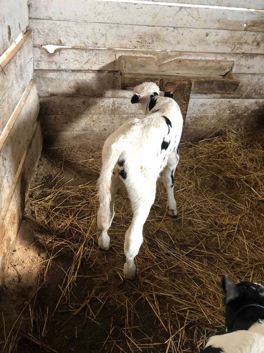 Tăurași de 1 săptămână