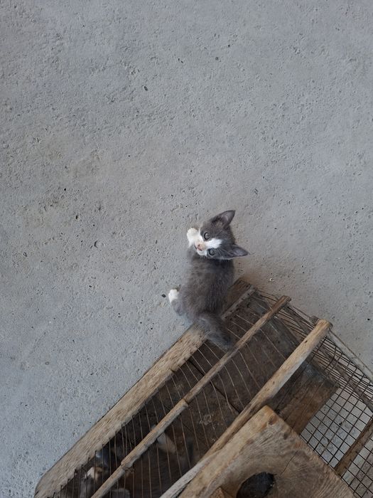 Продается котят мейн кун