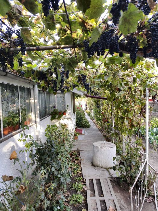 Casă de vânzare în Chilia Veche, Tulcea