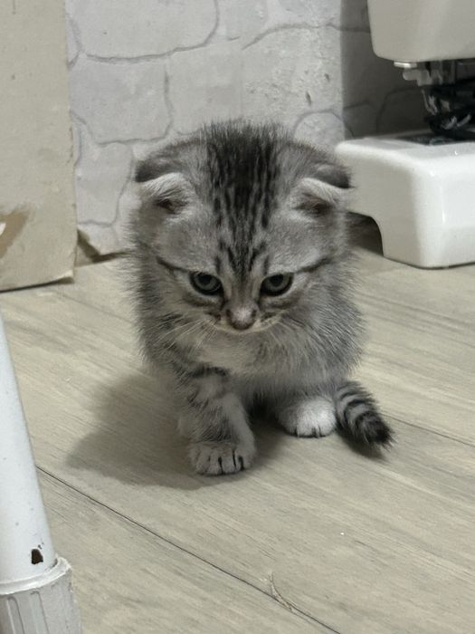 Продам котенка девочку