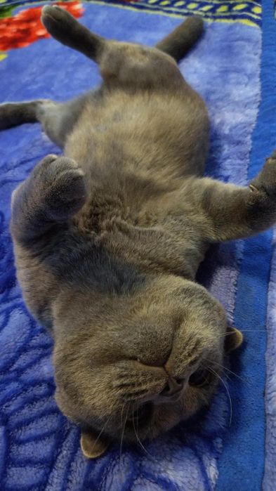 Mushuk Scottish fold erkak soglom