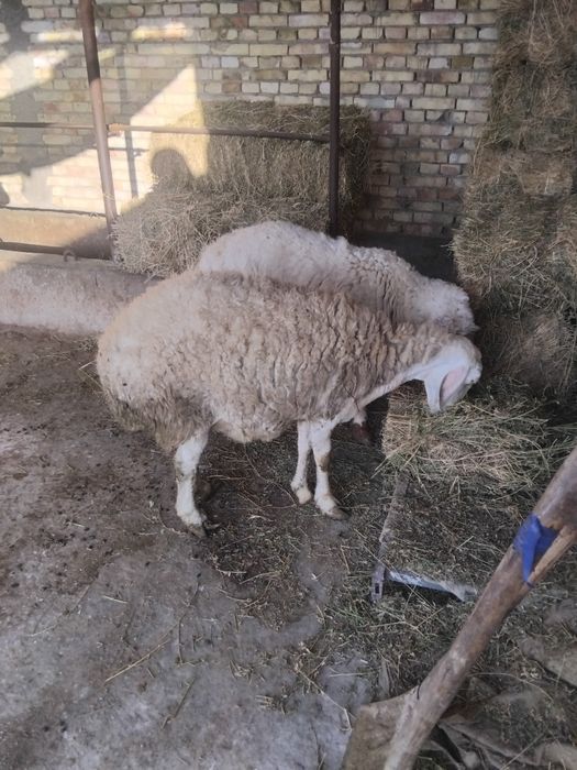 Qõy ona-bola buğõz