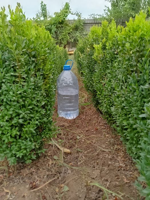 Шамшод 35000 сум