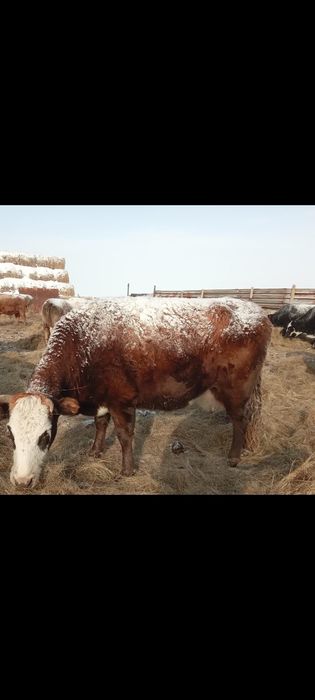 Сиырлар сатылады