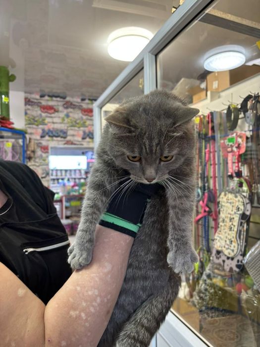 Котик кастрированный