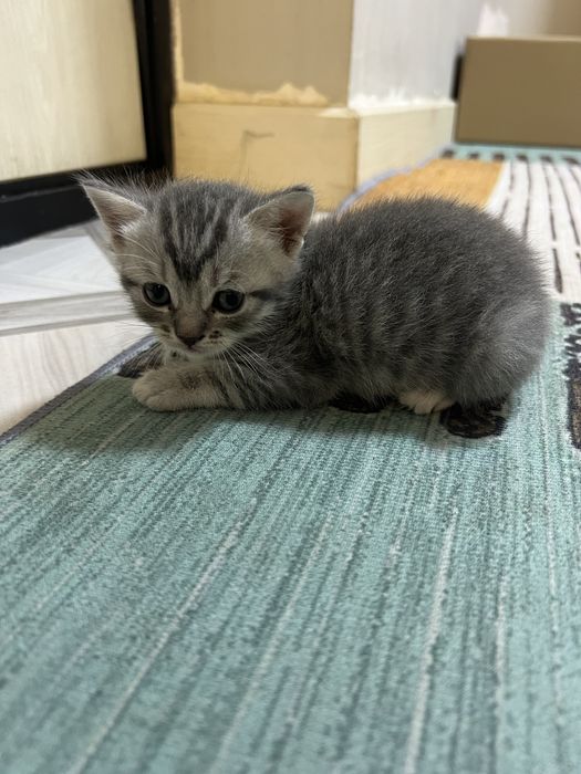 Шотландские котята