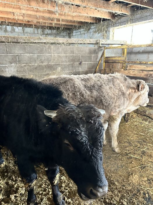 2 байланган бука сатылады