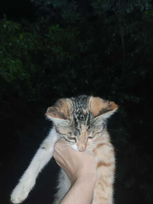 Отдаём котят в хорошие руки